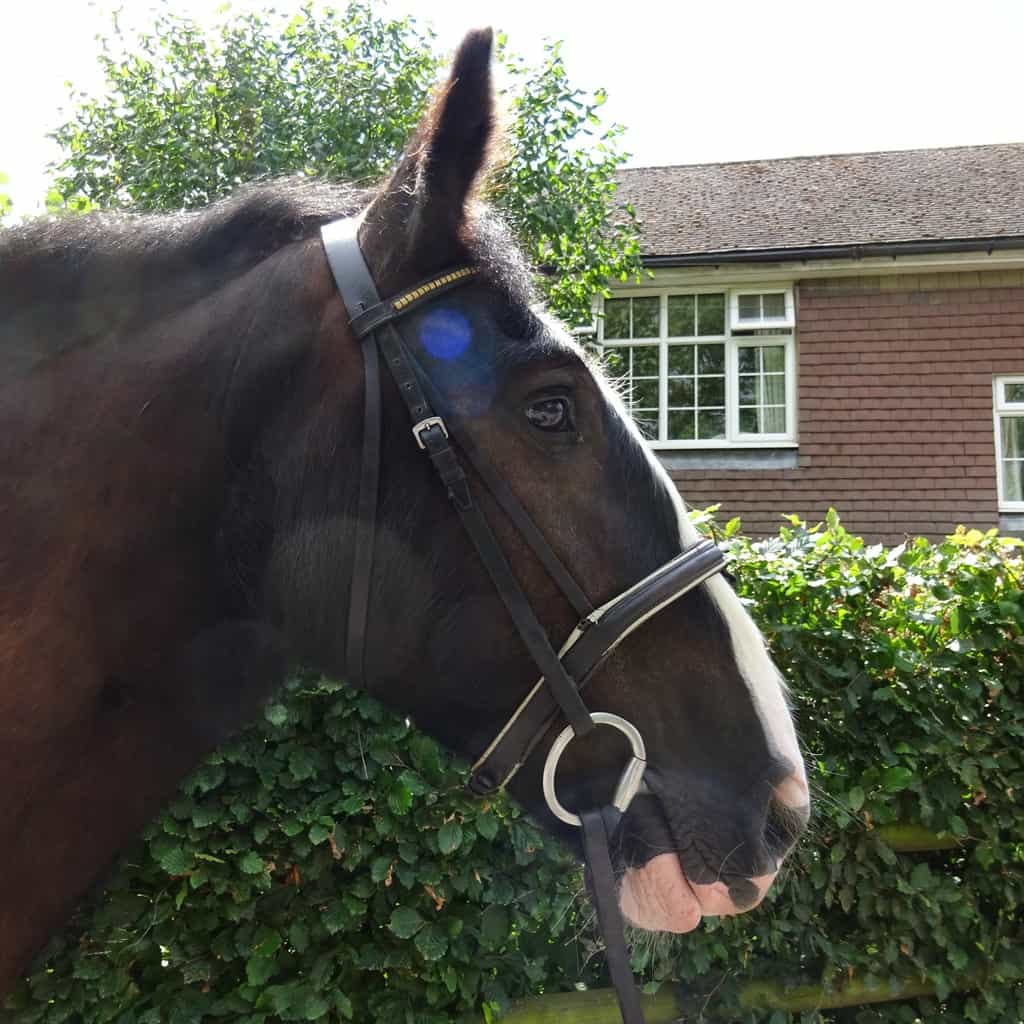 Horses for Loan Riding Farm Equestrian Centre