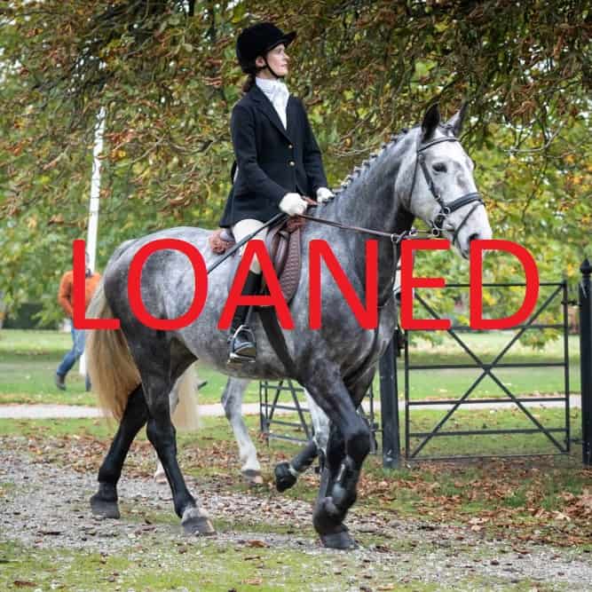 Horses for Loan Riding Farm Equestrian Centre