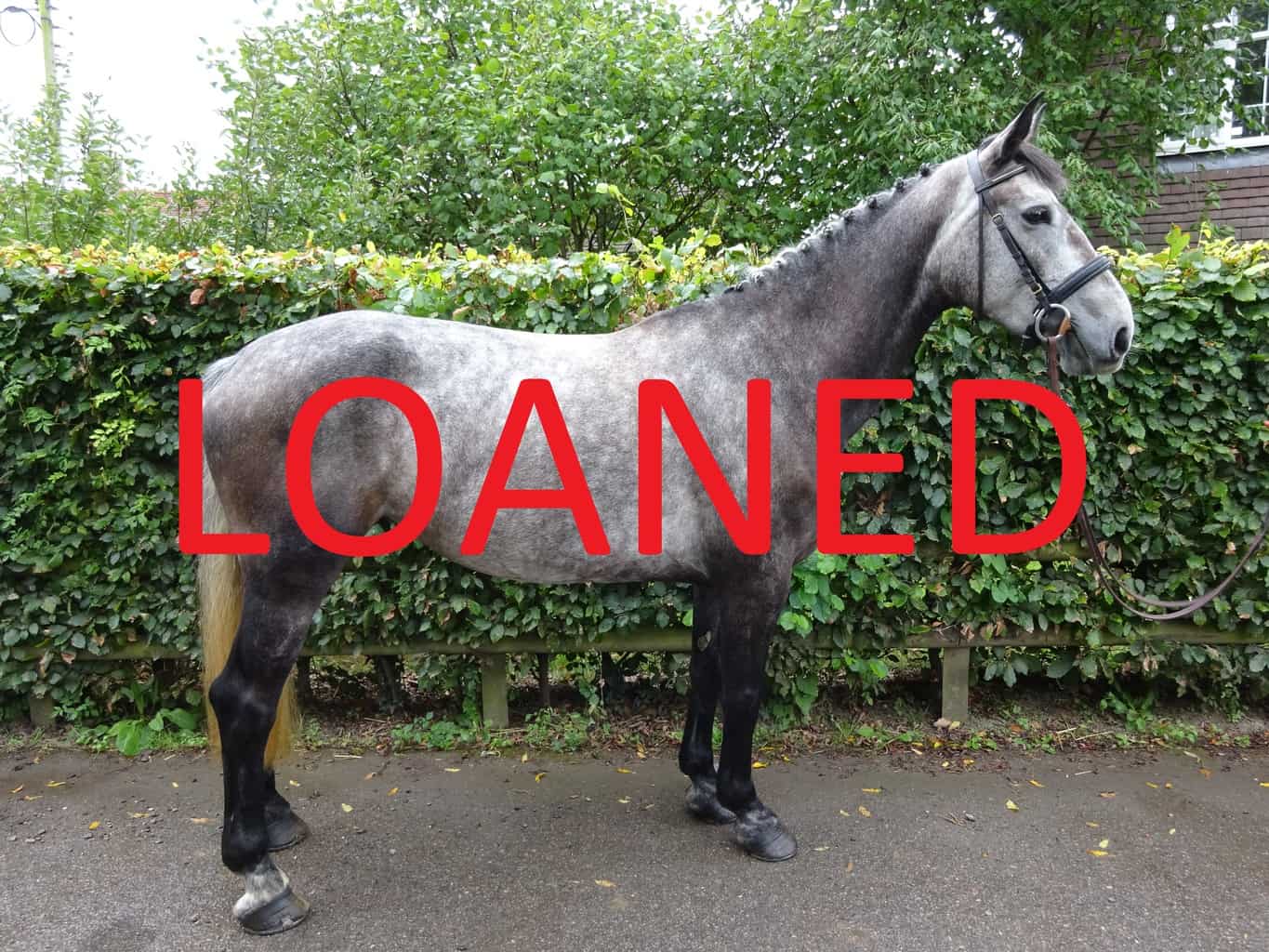Horses for Loan Riding Farm Equestrian Centre Horses for Loan Riding Farm Equestrian Centre
