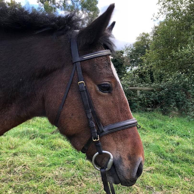 Horses for Loan Riding Farm Equestrian Centre