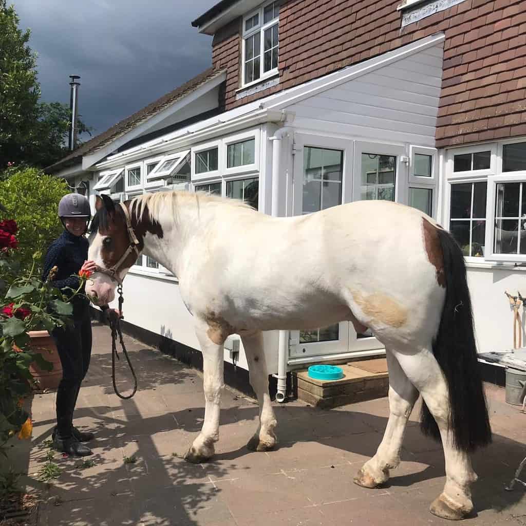 Horses for Loan Riding Farm Equestrian Centre