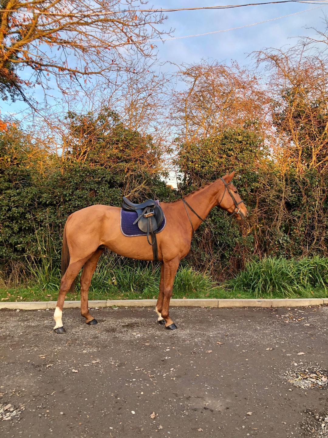 Horses for Loan Riding Farm Equestrian Centre Horses for Loan Riding Farm Equestrian Centre