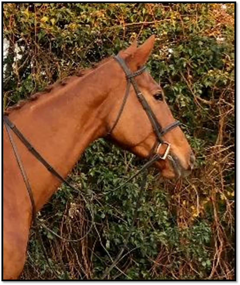 Horses for Loan Riding Farm Equestrian Centre