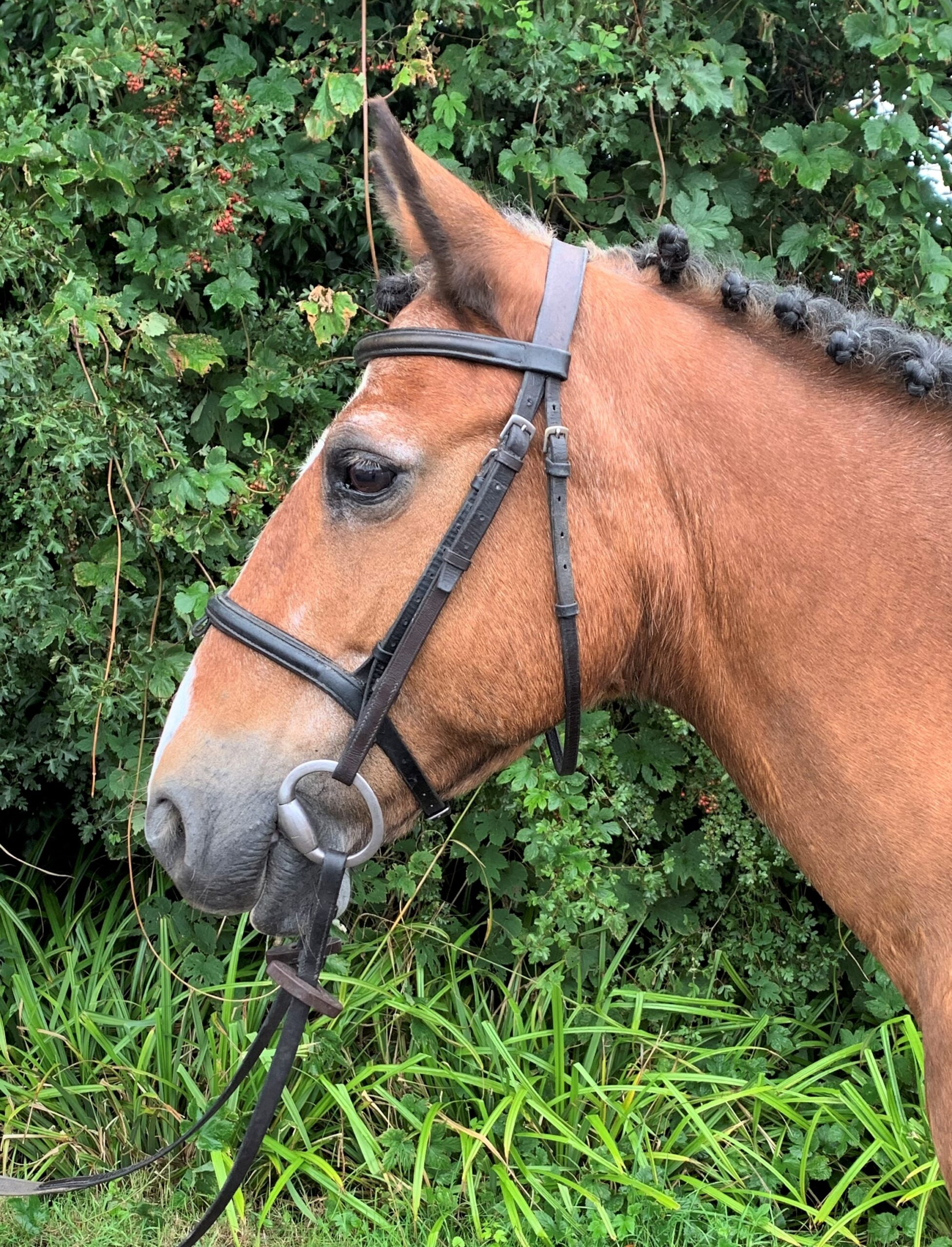 Horses for Loan Riding Farm Equestrian Centre