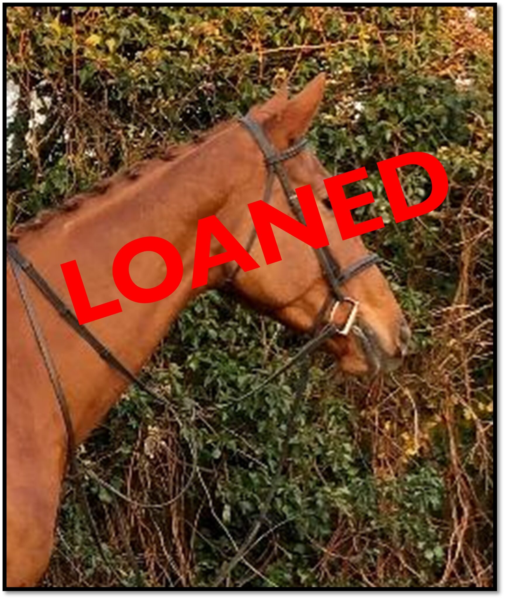 Horses for Loan Riding Farm Equestrian Centre